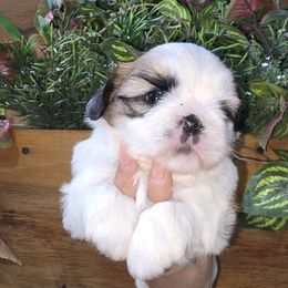Max - Cream and white male Shih Tzu puppy in Azusa, California from RJ Shih Tzu lover