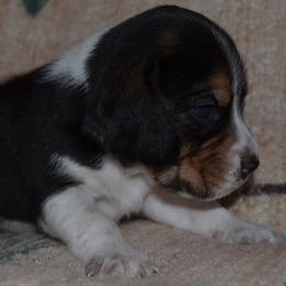 Champion Dad Nashville - Black white and tan male Beagle puppy in Spring Creek, Nevada from Badland Kennel