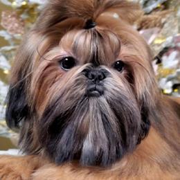 Babyface’s Bacardi Rum “Rummy” - Shih Tzu
