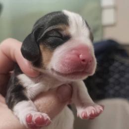Boy 3 - Black tan and white male Beagle puppy in Mount AI N Home, Idaho from Blackstone