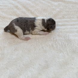 Atlas - Blue merle male Aussiedoodle puppy in Grants Pass, Oregon from Woodwind Miniatures