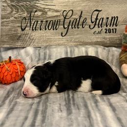 Girl 4 - Black and white female Border Collie puppy in Moody, Texas from Narrow Gate Farm