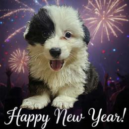 Nole - Black and tan male Pembroke Welsh Corgi puppy in Castle Rock, Washington from Heckman Corgis