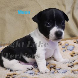 Moon - White and black male Teddy Roosevelt Terrier puppy in Milaca, Minnesota from Bright Lake Terriers