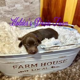 Haven - Chocolate and cream female Dachshund puppy in Atwood, Oklahoma from Holder’s Doxie Farm