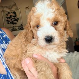 Aspen - Yellow and white female Bernedoodle puppy in Grandview, Texas from Big Sky Bernedoodles