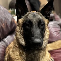 Havoc - Belgian Malinois