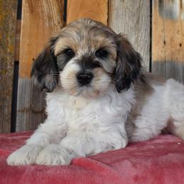 Ivy - Merle female Goldendoodle puppy in Macedon, New York from Toodles Goldendoodles