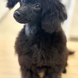 Soba - Black male Poodle puppy in Salem, New Jersey from Twindo Poodles