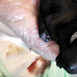 Diamond - Goldendoodle puppy in Salem, Alabama from Oddles Of Doodles