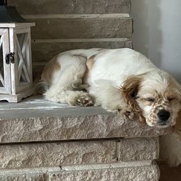 Cocker Spaniel Puppies from Sweet Peach Cocker Spaniels