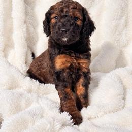 Jo - Sable female Cockapoo puppy in Ellaville Ga, Georgia from Lakeside Cockapoos