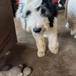 Justine-Purple collar - Black and white Sheepadoodle puppy in Eleva, Wisconsin from Molly’s Doodles