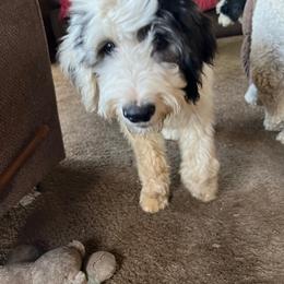 Justine-Purple collar - Black and white Sheepadoodle puppy in Eleva, Wisconsin from Molly’s Doodles