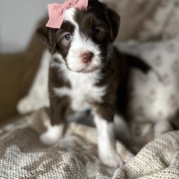 Marilyn - Chocolate female Assorted Doodle Crosses puppy in West Monroe, Louisiana from Southern Haven Doodles