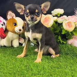 Lola - Black and tan female Chihuahua puppy in Kentucky from Wawa Family Chihuahuas