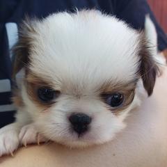 Japanese Chin puppies from Itty Bittys
