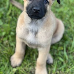 Belgian Malinois Puppies from Malinois