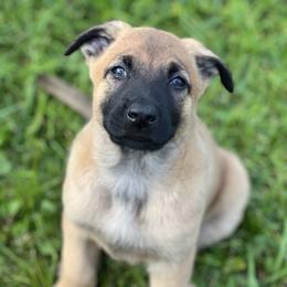 Belgian Malinois Puppies from Malinois