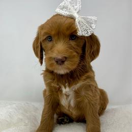 Maylene - Red  female Goldendoodle puppy in Calhoun, Georgia from FamilyLoved Doodles