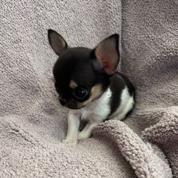 Selkie - Black and white female Chihuahua puppy in Auburn, California from Gold Country Chihuahuas