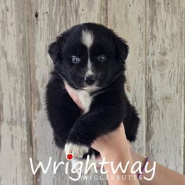 Voss - Black & white male Miniature Australian Shepherd puppy in Dowagiac, Michigan from Wrightway Wigglebutts