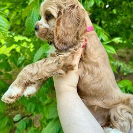 Cocker Spaniel Puppies from Mable meadows Cockers