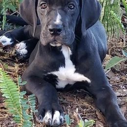 Great Danes from Danes of Distinction