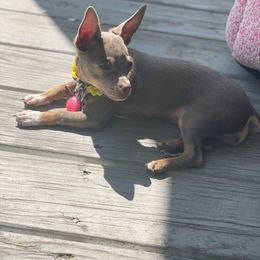 Willow - Chihuahua