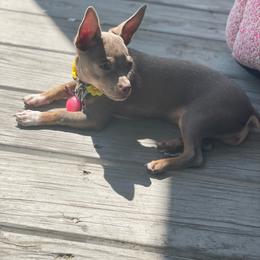 Willow - Chihuahua