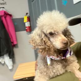 Royalty - Poodle