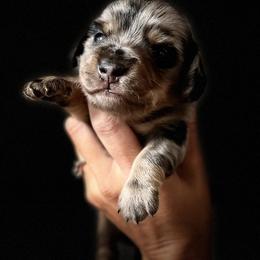 Dachshund Puppies from Doxie View Acres
