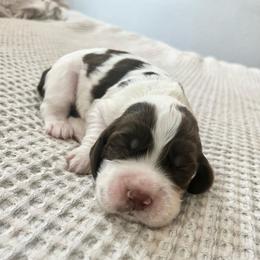 Virginia - Liver and white female English Springer Spaniel puppy in Wilmer, Alabama from South Delta Springers