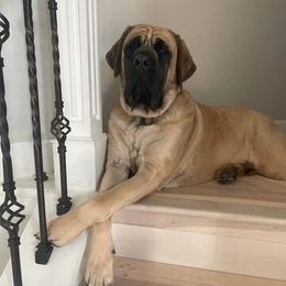 Mastiff All Grown Up from Clearbrook Mastiffs