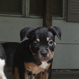 Bear - Black tri-color female American Bully puppy in Tallahassee, Florida from Alpha Street Bully Kennels