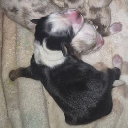 Black tri girl 4 - Black tri female Toy Australian Shepherd puppy in Madisonville, Tennessee from LaRose Farm & Kennels