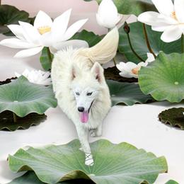 Davidson - White male Pomsky puppy in Bucyrus, Missouri from Hill Top Pomskies