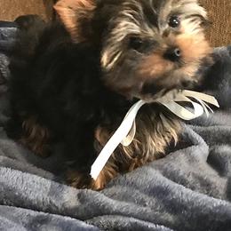 Yorkshire Terriers from Bluff City Yorkies