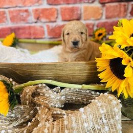 Bernedoodle Puppies from Boulder Mountain Doodles