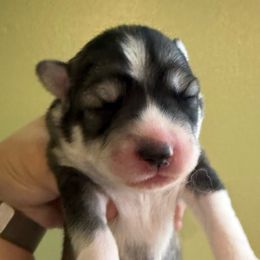 Everest - Gray and white male Siberian Husky puppy in Florence, Kentucky from Moonlight Howl Huskies