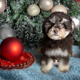 Chewbacca - Brown male Schnoodle puppy in Macks Creek, Missouri from Fluffy Buttz