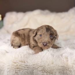 Lauderdale BLUE EYES - Brown merle male Aussiedoodle puppy in Sweetwater, Florida from Sandy Snout Doodles