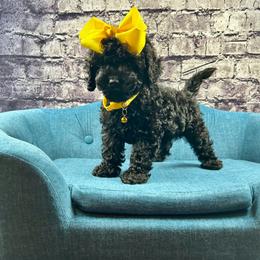Janice - Black female Cockapoo puppy in Lancaster, Missouri from Cavapoo Acres