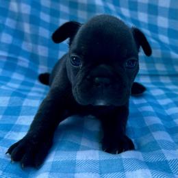 Adam - Brindle male French Bulldog puppy in Greenfield, Missouri from Hope Mountain French Bulldogs