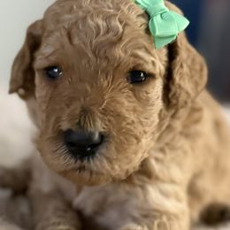 Miss Mint Collar - Apricot female Poodle puppy in Screven, Georgia from Dreamland Standard Poodles