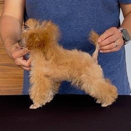 'Teacup' AKC Champion sired tiny prancy Bil-Jac DNA tested lines - Apricot male Poodle puppy in Jacksonville, Alabama from Abounding Poodles