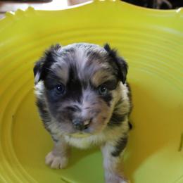 Bluey - Blue merle female Australian Shepherd puppy in Sonoita, Arizona from Gardner Canyon Kennels