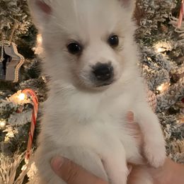 Pomsky Puppies from The Posh & Pampered Pomsky