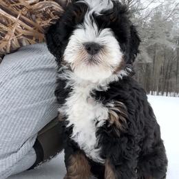Cocoa - Tri-color male Bernedoodle puppy in Choudrant, Louisiana from Boxwood Doodles