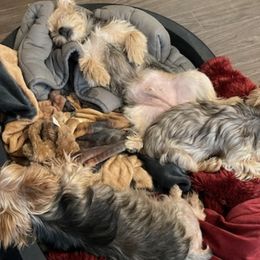 Yorkshire Terriers from Karen's Yorkshire Terrier
